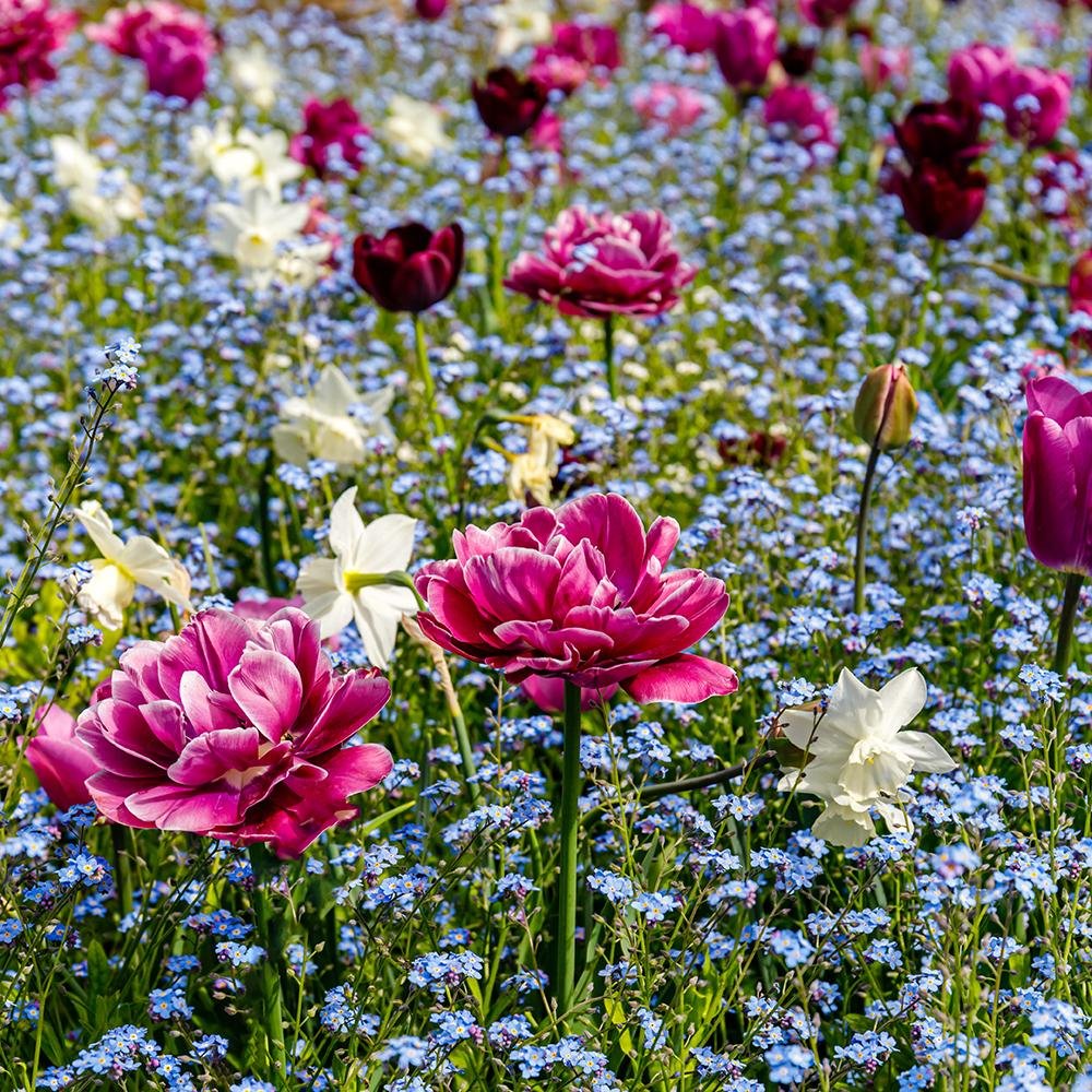 Bulbi Lalele Dream Touch (5 Bucati/Pachet)