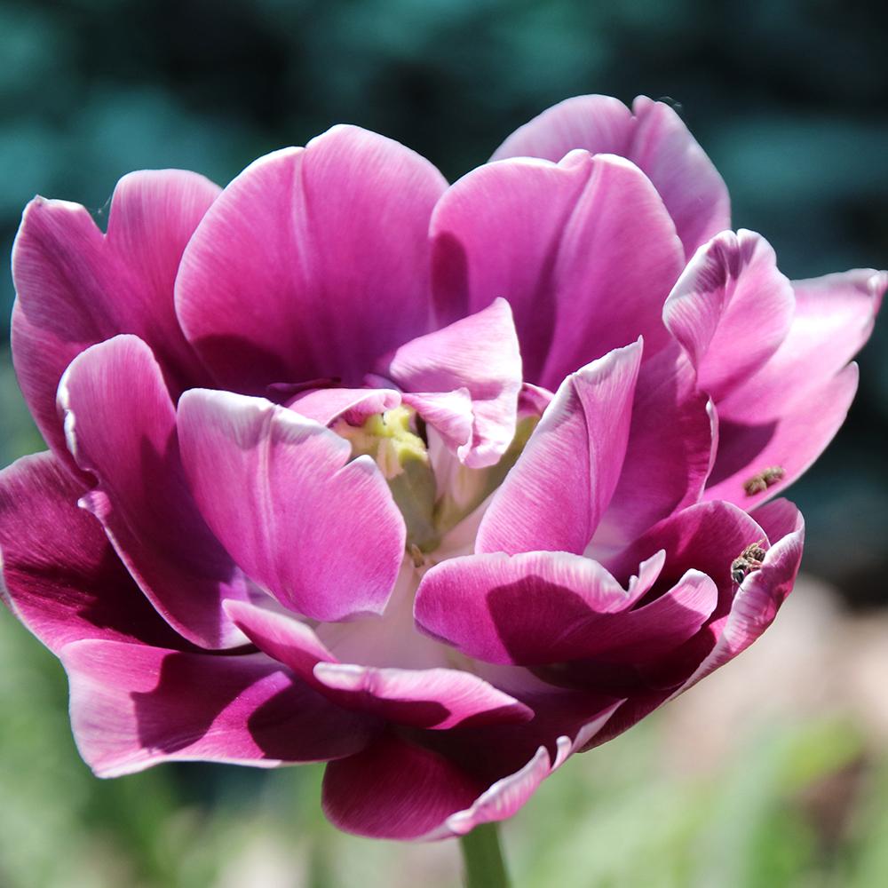 Bulbi Lalele Dream Touch (5 Bucati/Pachet)