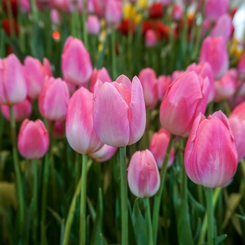 Bulbi Lalele Dynasty, cu flori roz intens, set de 7 bulbi