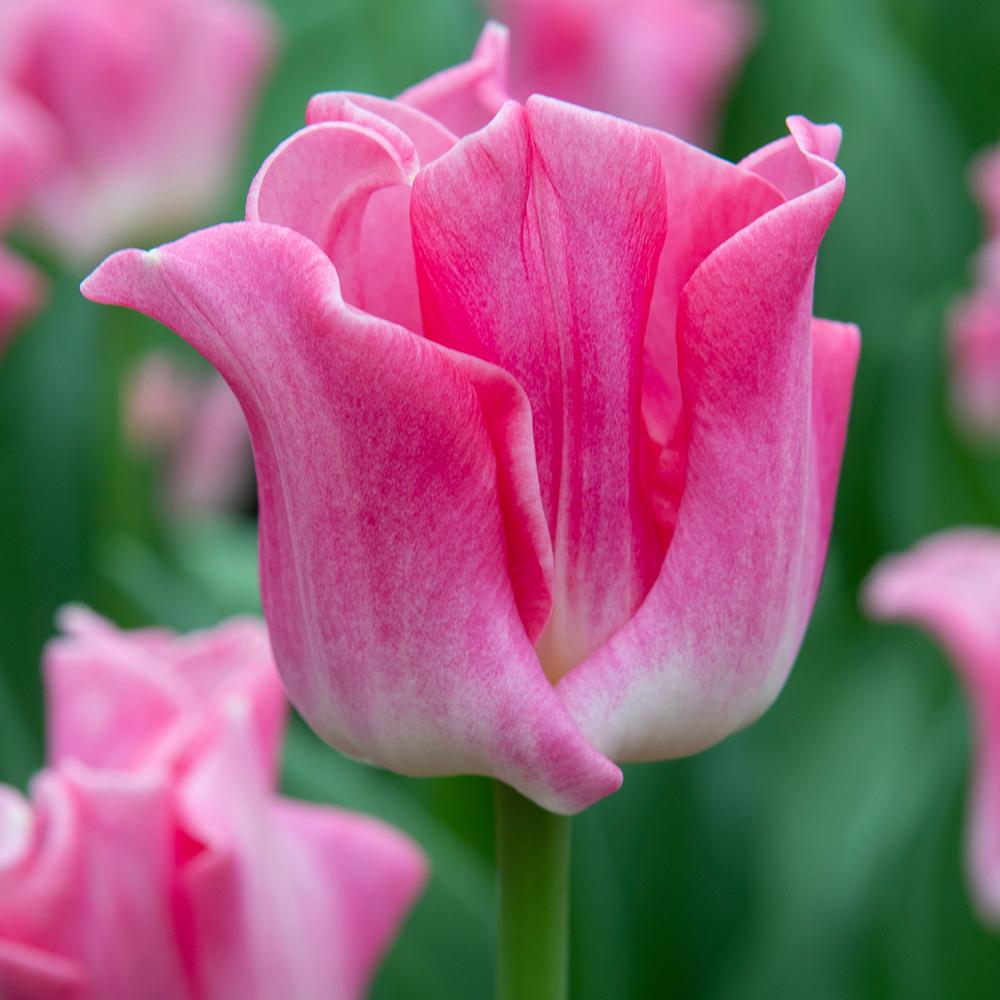 Bulbi Lalele Dynasty, cu flori roz intens, set de 7 bulbi