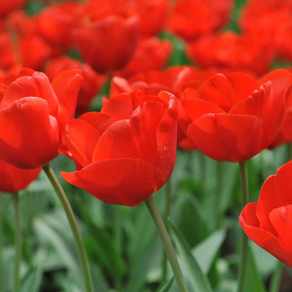 Bulbi Lalele Escape (5 Bucati/Pachet)