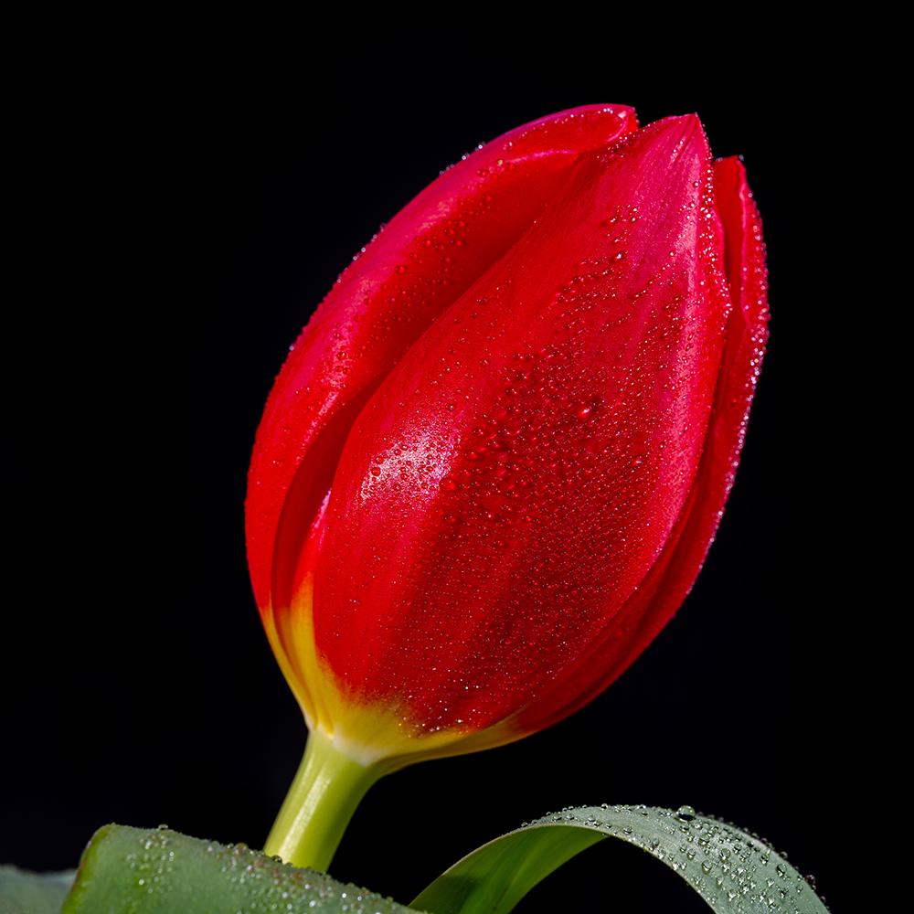 Bulbi Lalele Escape (5 Bucati/Pachet)