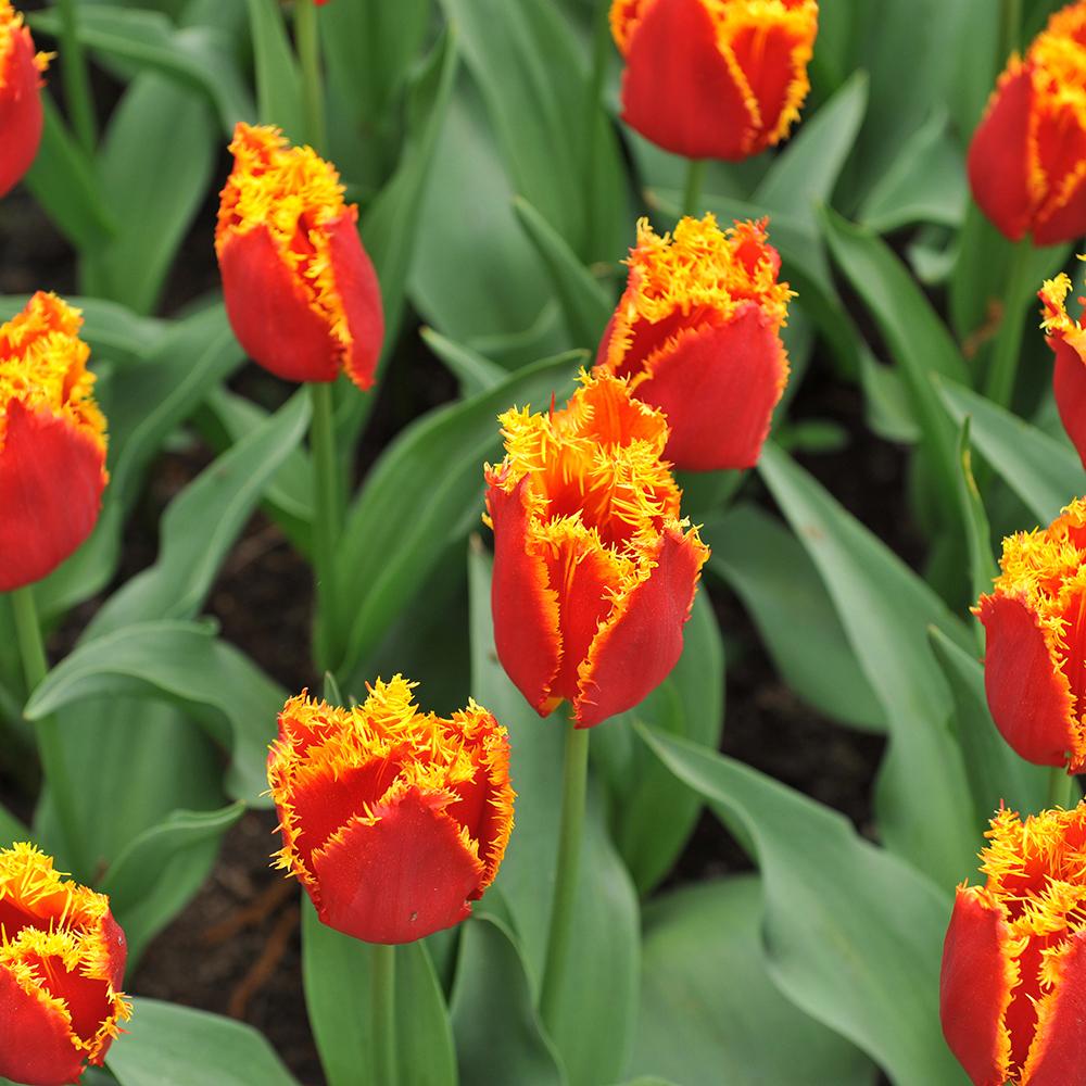 Bulbi Lalele Fabio (5 Bucati/Pachet)