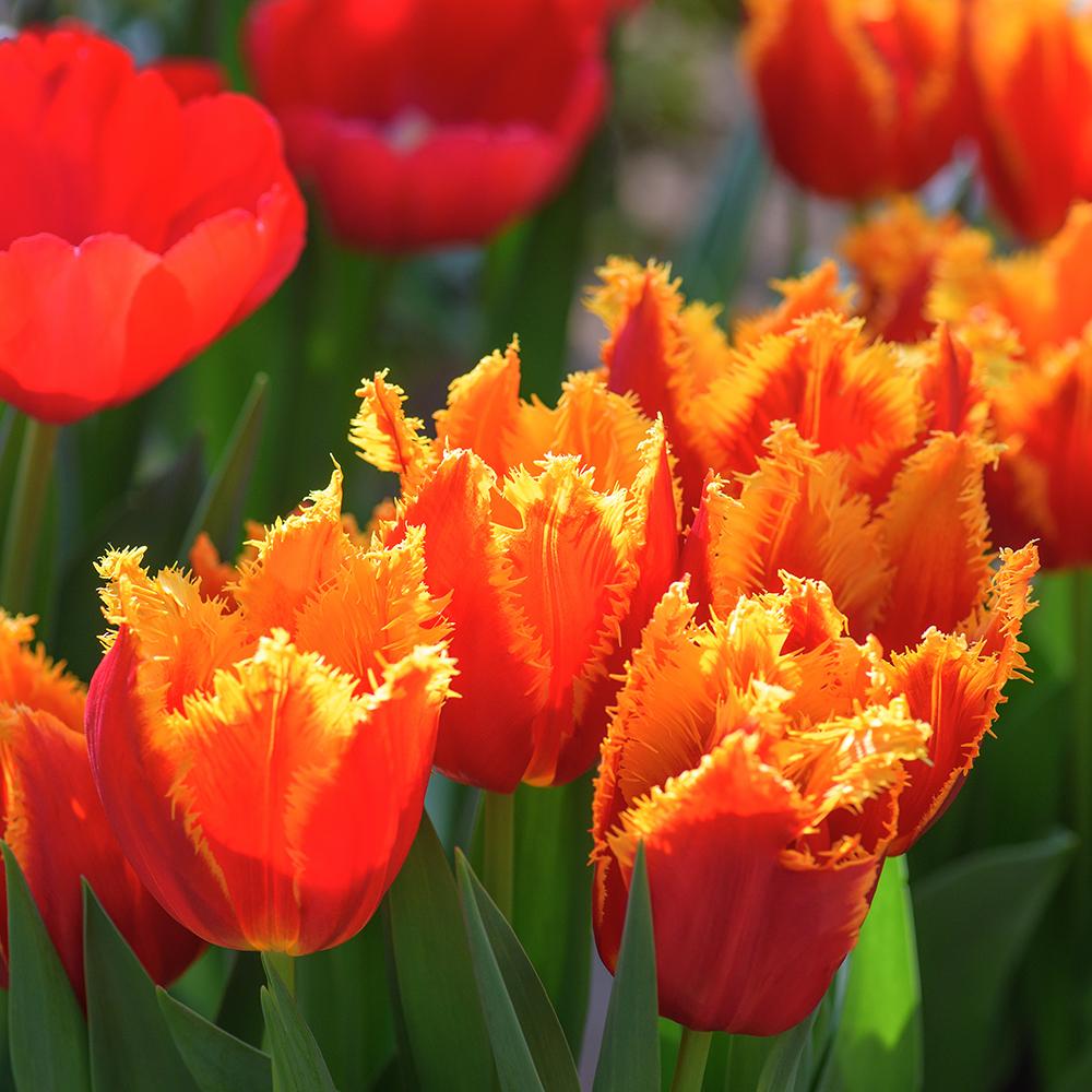 Bulbi Lalele Fabio (5 Bucati/Pachet)