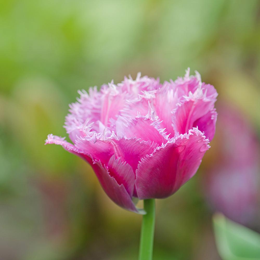 Bulbi Lalele Fancy Frills (5 Bucati/Pachet)