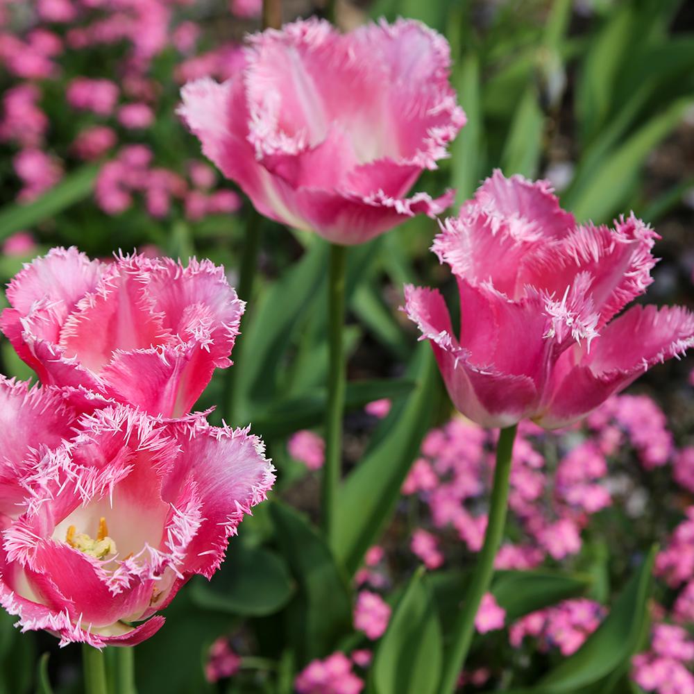 Bulbi Lalele Fancy Frills (5 Bucati/Pachet)