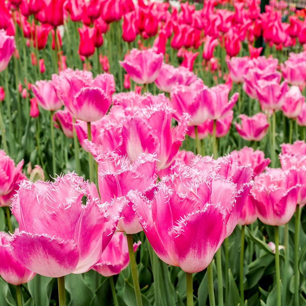 Bulbi Lalele Fancy Frills (5 Bucati/Pachet)