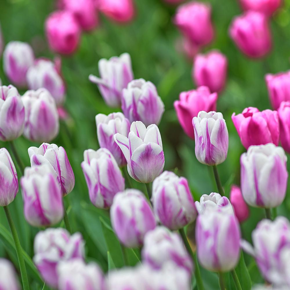 Bulbi Lalele Flaming Flag (5 Bucati/Pachet)