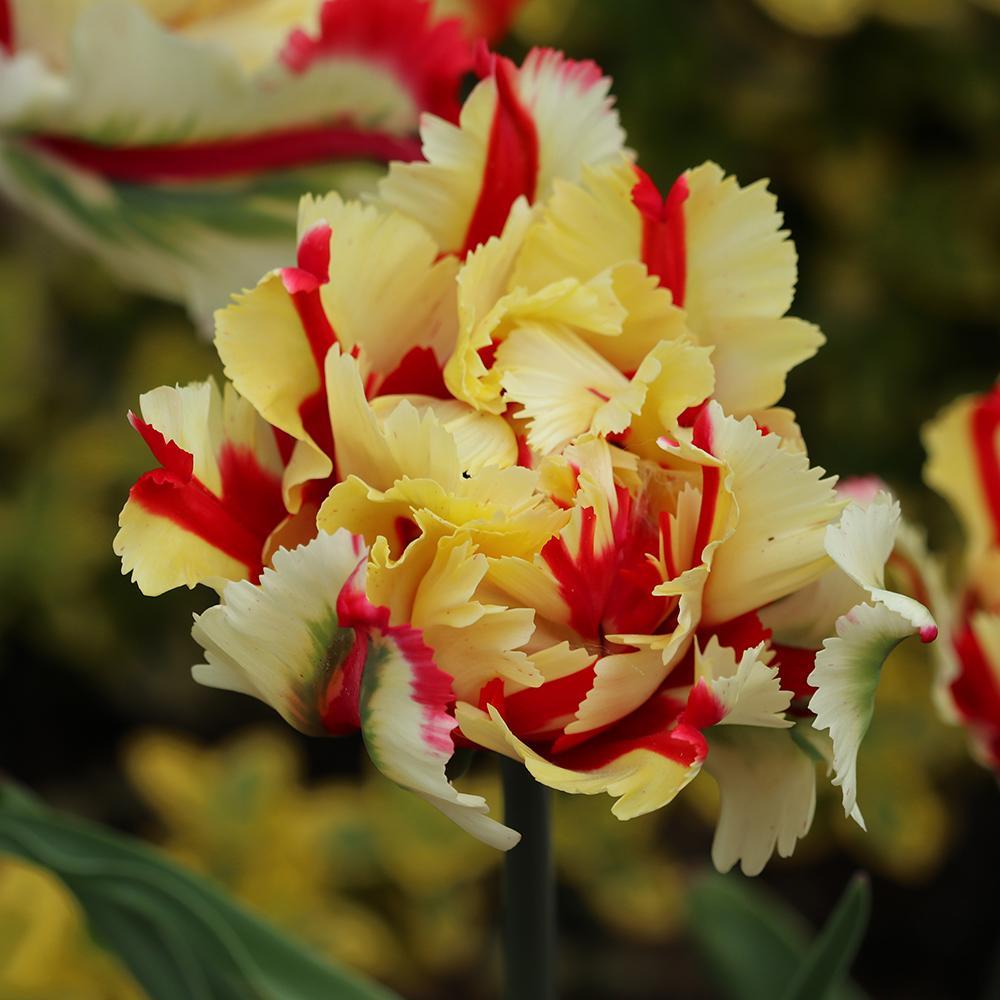 Bulbi Lalele Flaming Parrot (5 Bucati/Pachet)