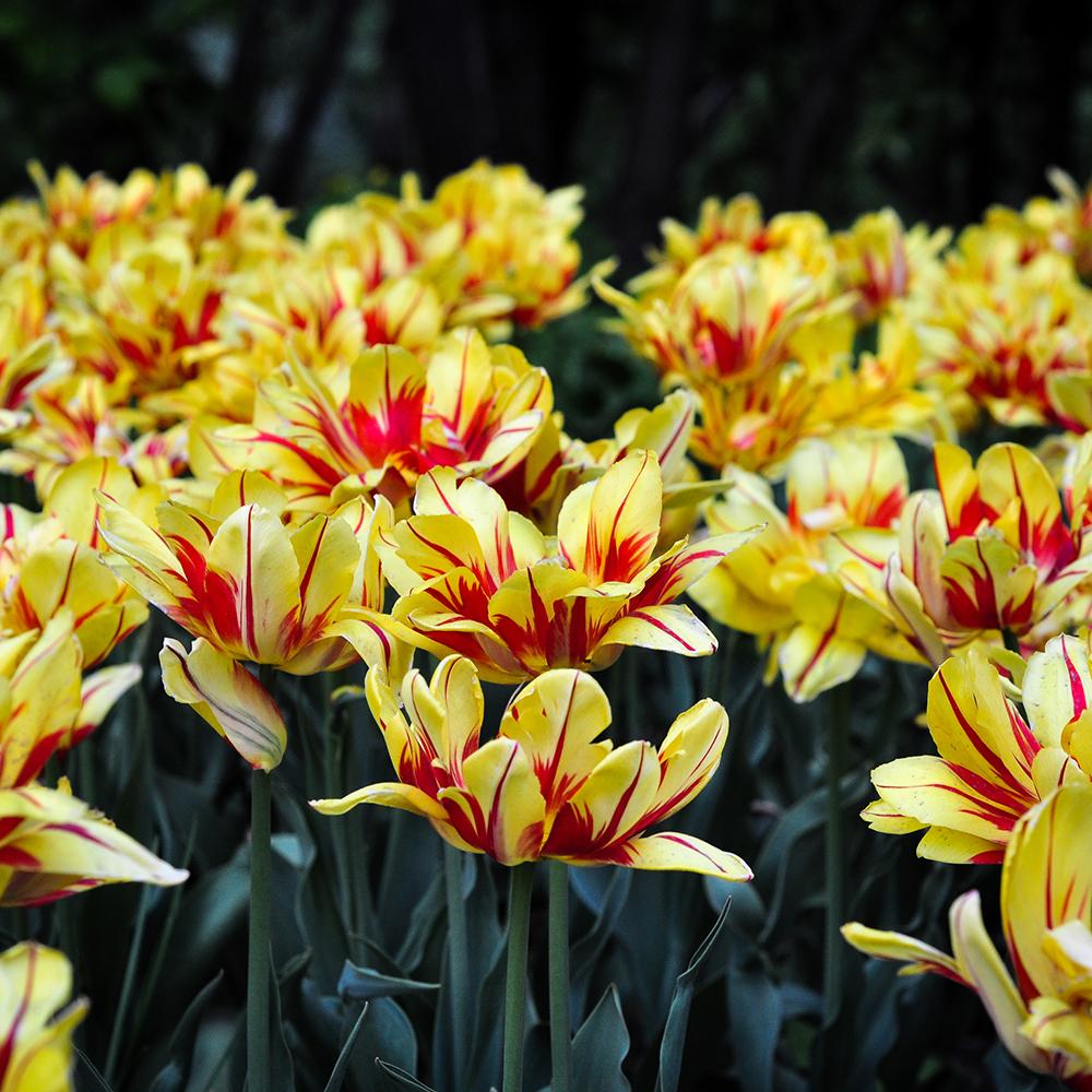 Bulbi Lalele Flaming Parrot (5 Bucati/Pachet)