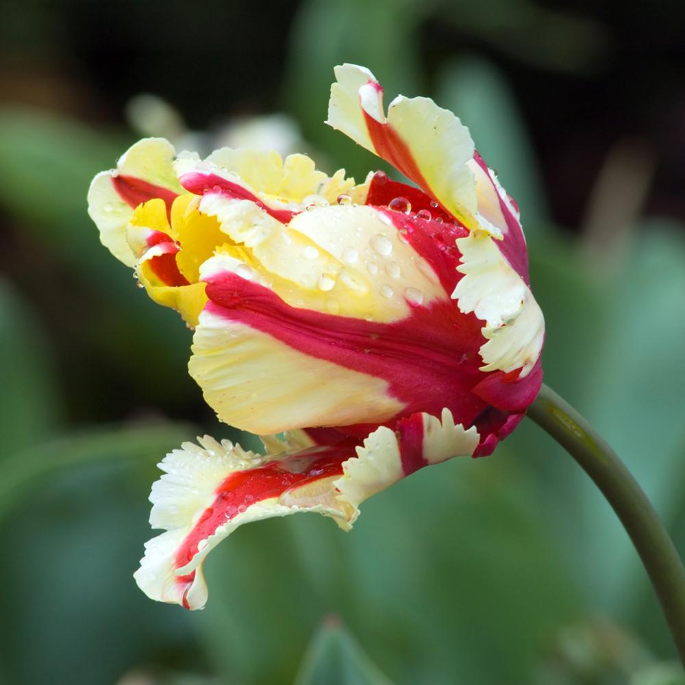 Bulbi Lalele Flaming Parrot (5 Bucati/Pachet)