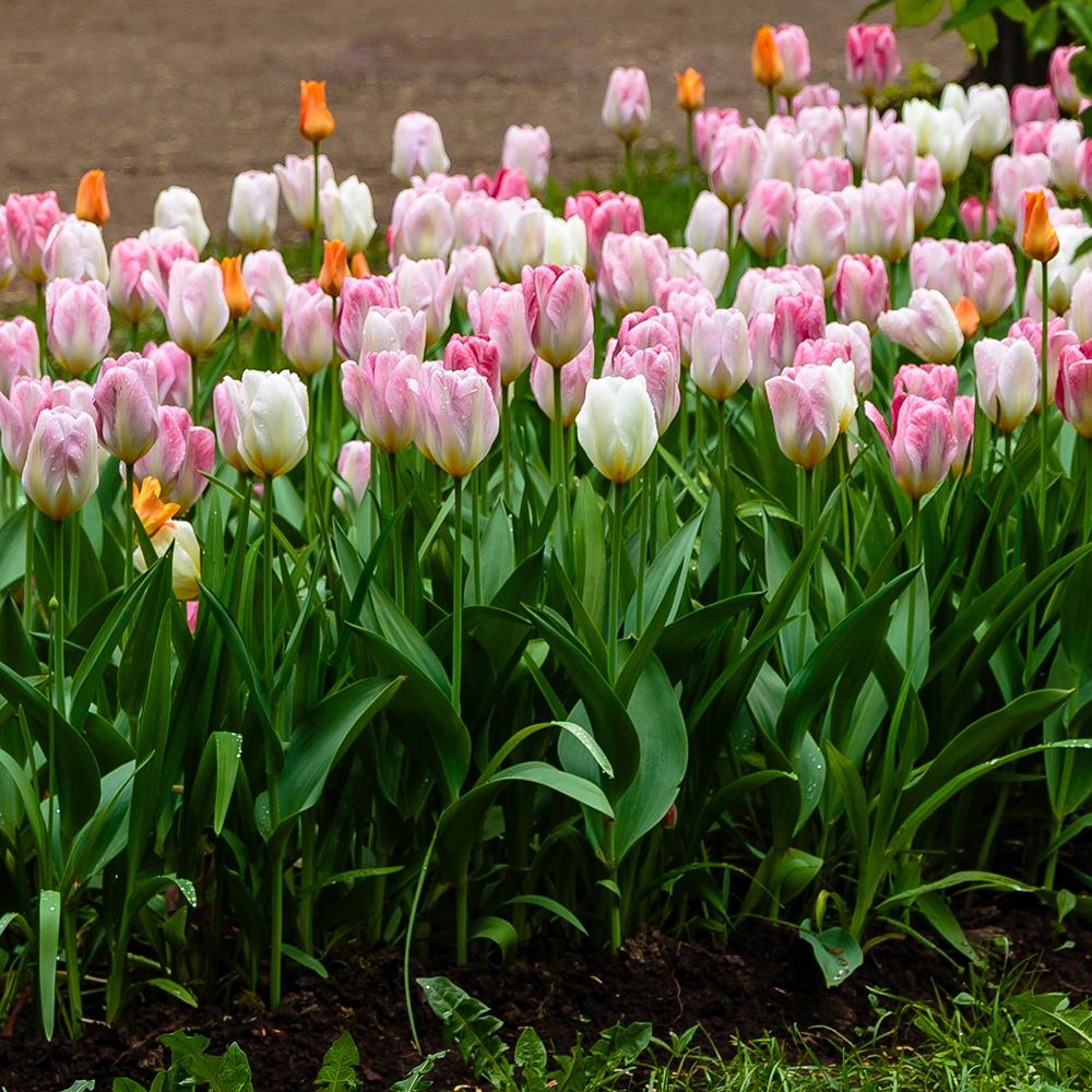 Bulbi Lalele Flaming Purissima (5 Bucati/Pachet)