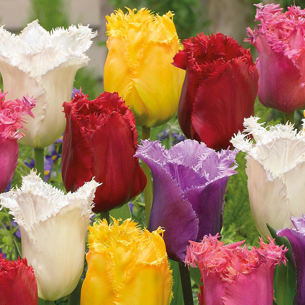 Bulbi Lalele Fringed Mixed (5 Bucati/Pachet)