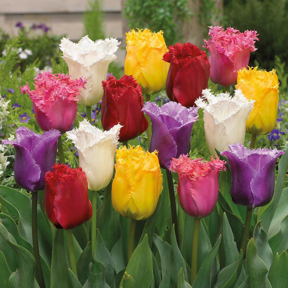 Bulbi Lalele Fringed Mixed (5 Bucati/Pachet)