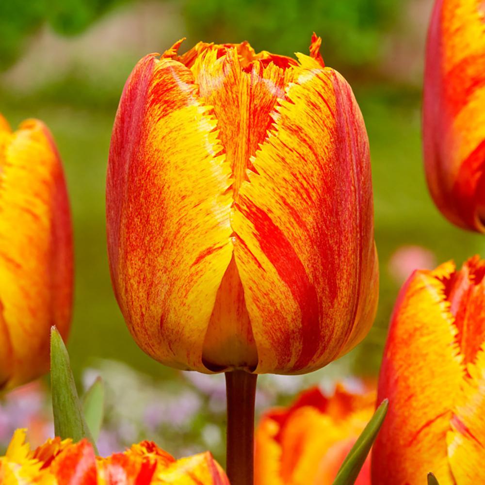 Bulbi Lalele Fringed Solstice (5 Bucati/Pachet)