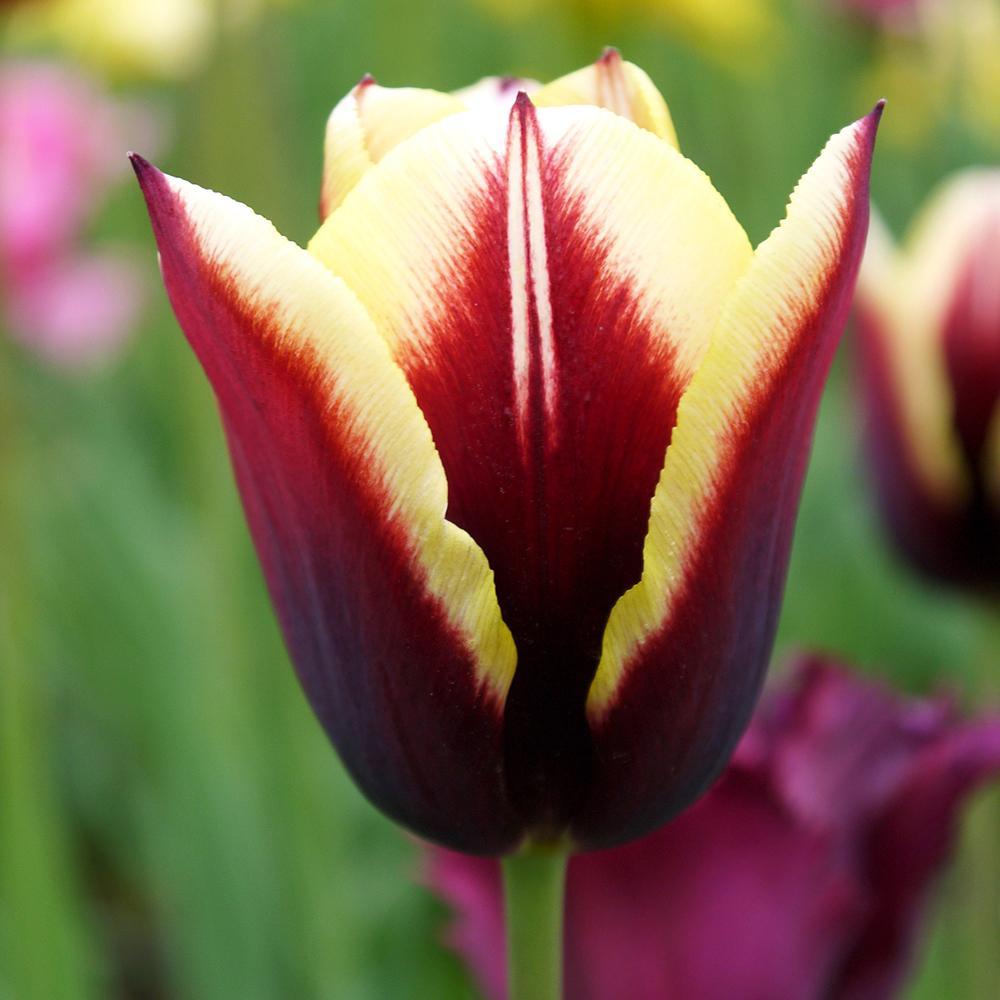 Bulbi Lalele Gavota, cu flori galben-visiniu, set de 7 bulbi