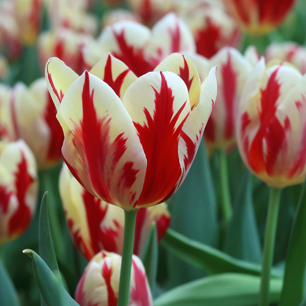 Bulbi Lalele Grand Perfection (5 Bucati/Pachet)