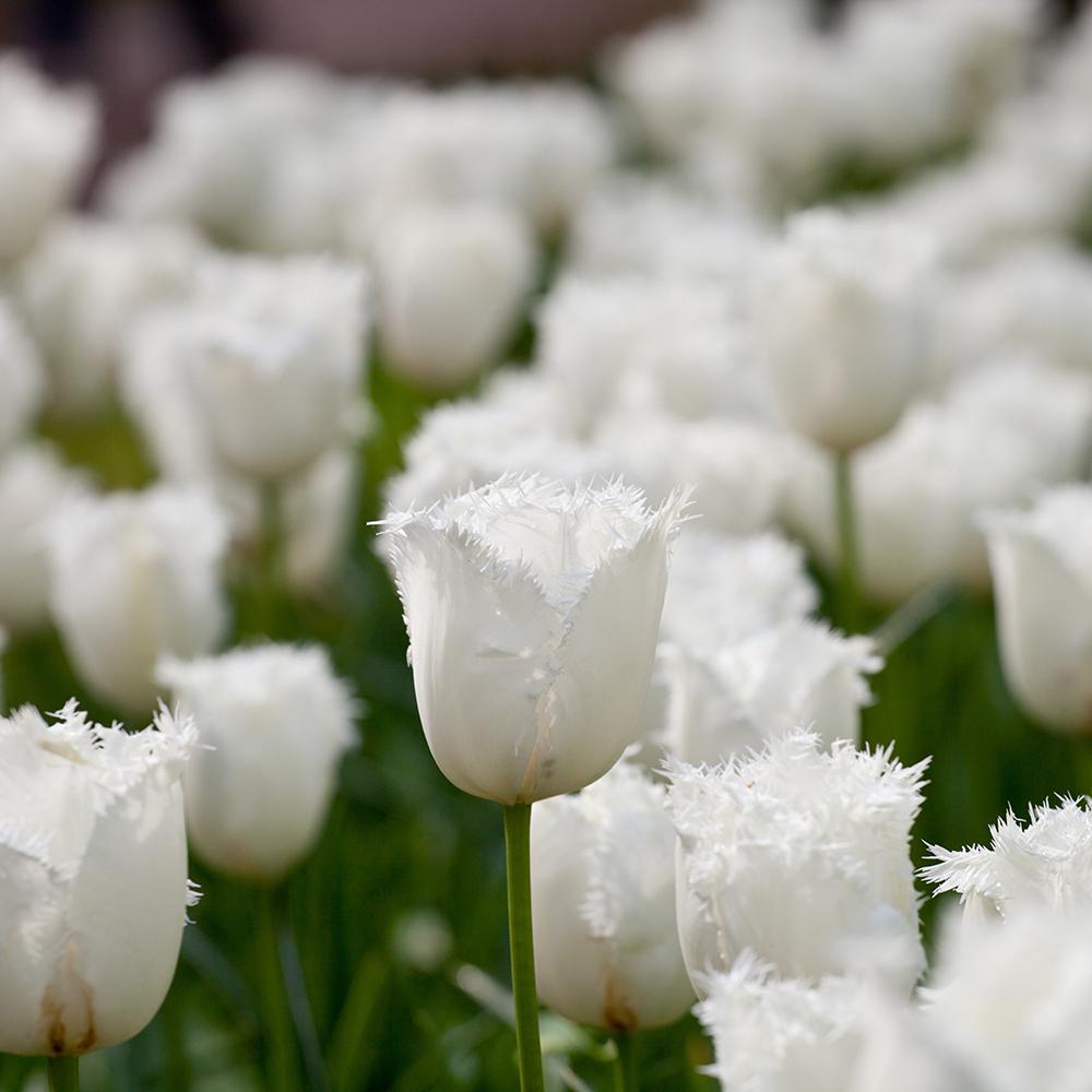 Bulbi Lalele Honeymoon (5 Bucati/Pachet)