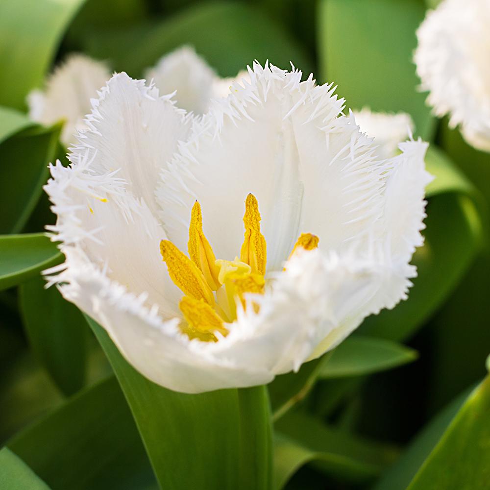 Bulbi Lalele Honeymoon (5 Bucati/Pachet)