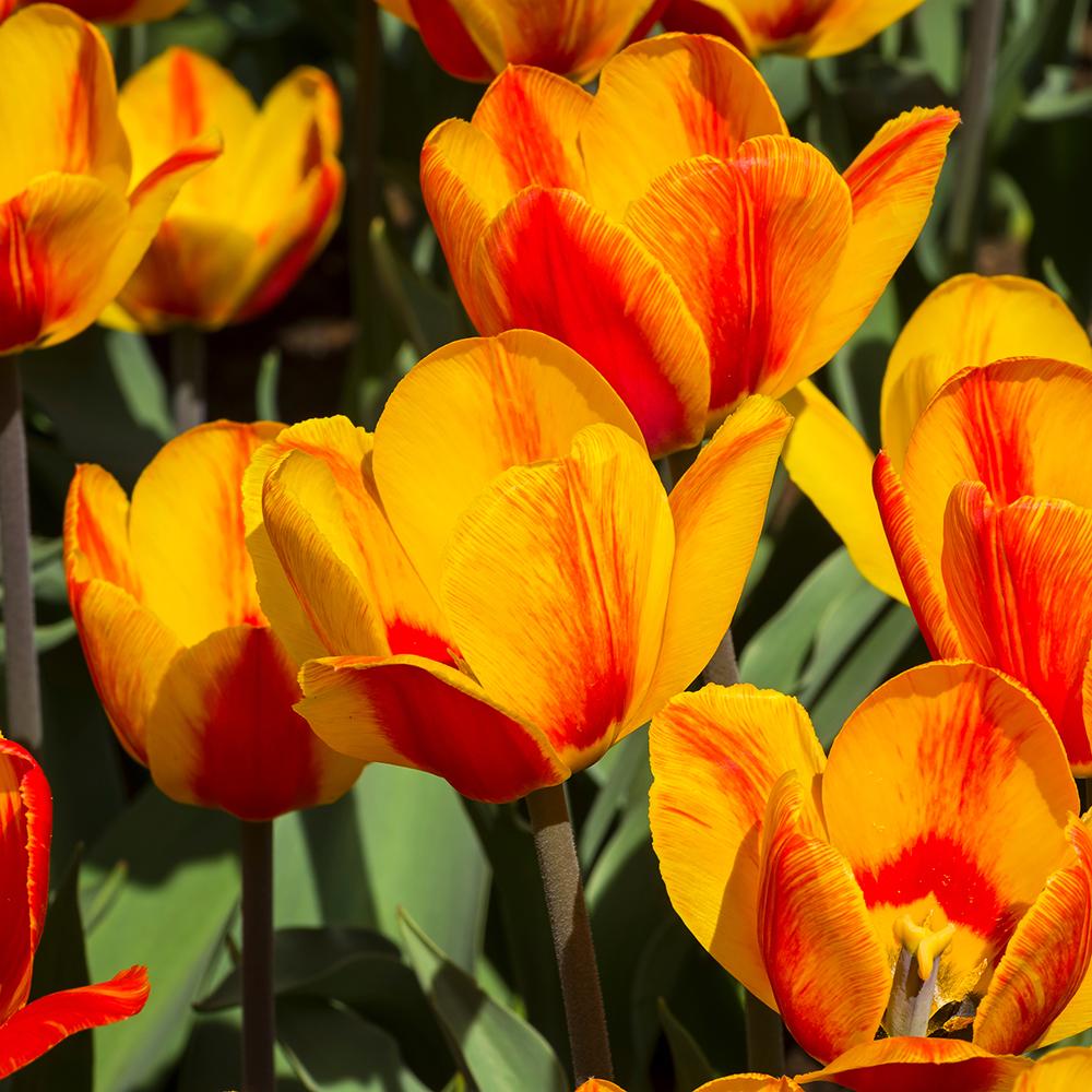 Bulbi Lalele Hotpants (5 Bucati/Pachet)