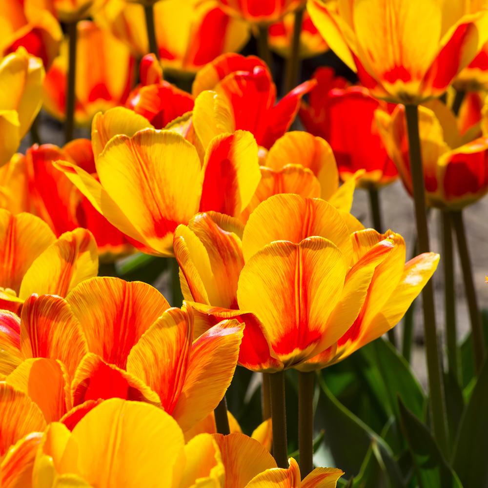 Bulbi Lalele Hotpants (5 Bucati/Pachet)