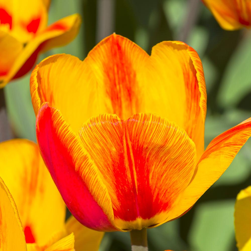 Bulbi Lalele Hotpants (5 Bucati/Pachet)