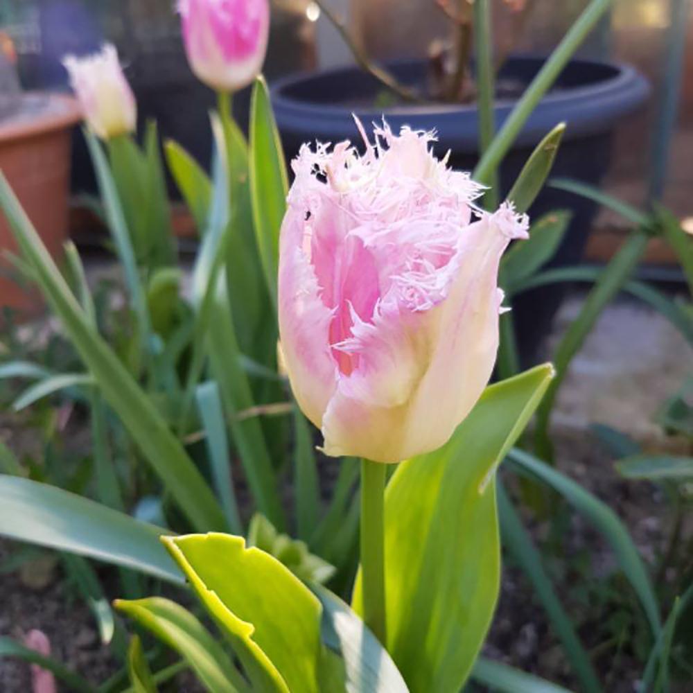 Bulbi Lalele Huis Ten Bosch (5 Bucati/Pachet)