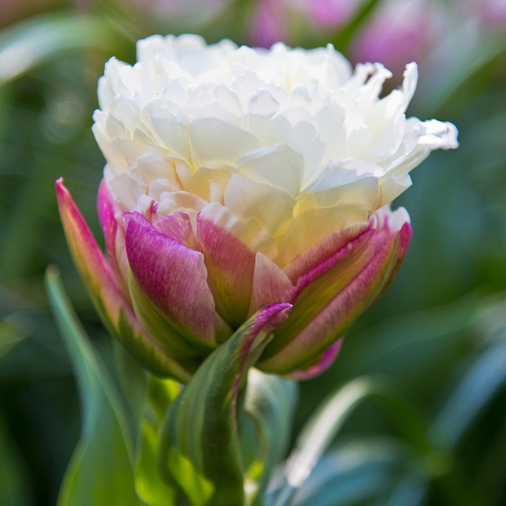 Bulbi Lalele Ice Cream (5 Bucati/Pachet)