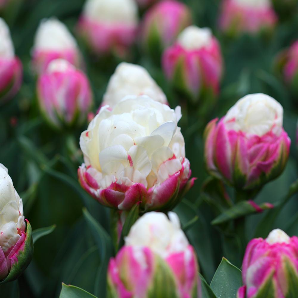 Bulbi Lalele Ice Cream (5 Bucati/Pachet)