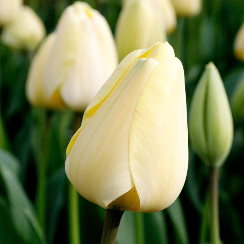 Bulbi Lalele Ivory Floradale (5 Bucati/Pachet)