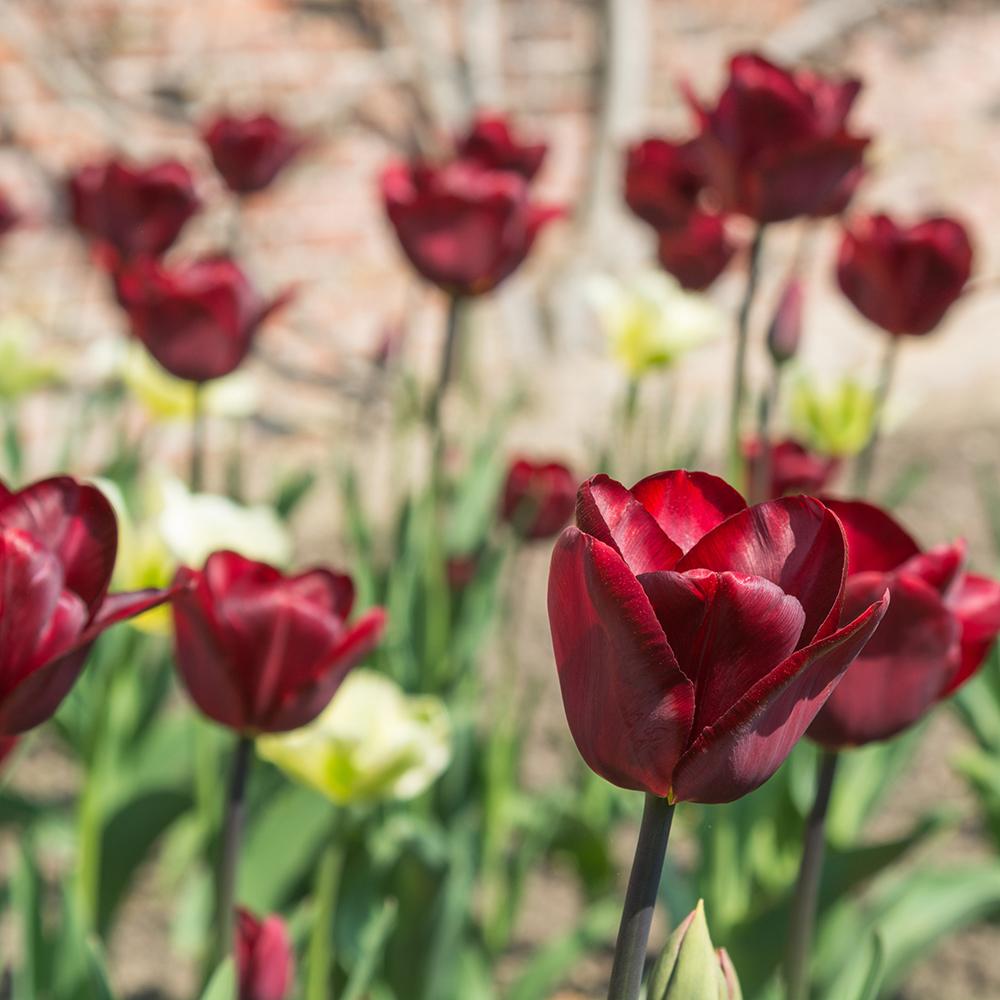 Bulbi Lalele Jan Reus (5 Bucati/Pachet)