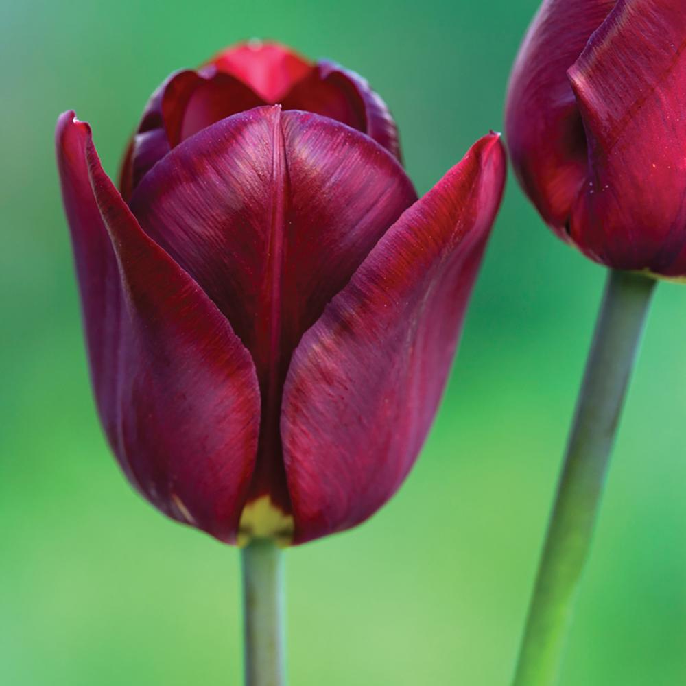 Bulbi Lalele Jan Reus (5 Bucati/Pachet)