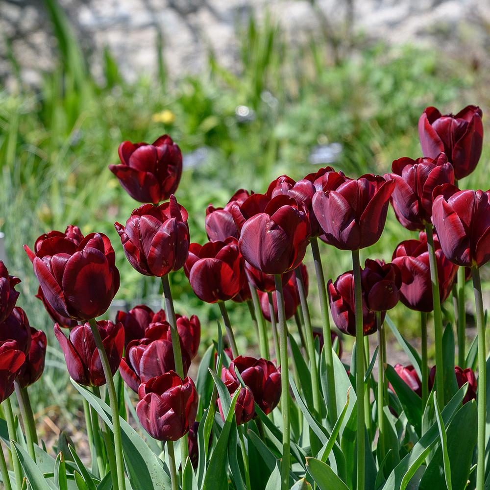 Bulbi Lalele Jan Reus (5 Bucati/Pachet)