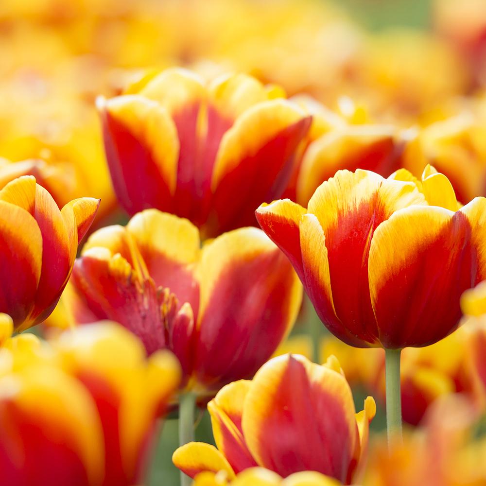 Bulbi Lalele Jan Seignette (5 Bucati/Pachet)