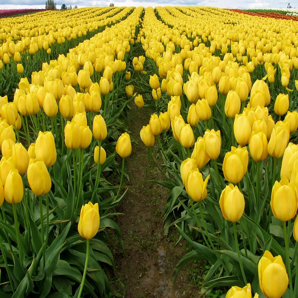 Bulbi Lalele Jan Van Nes (5 Bucati/Pachet)