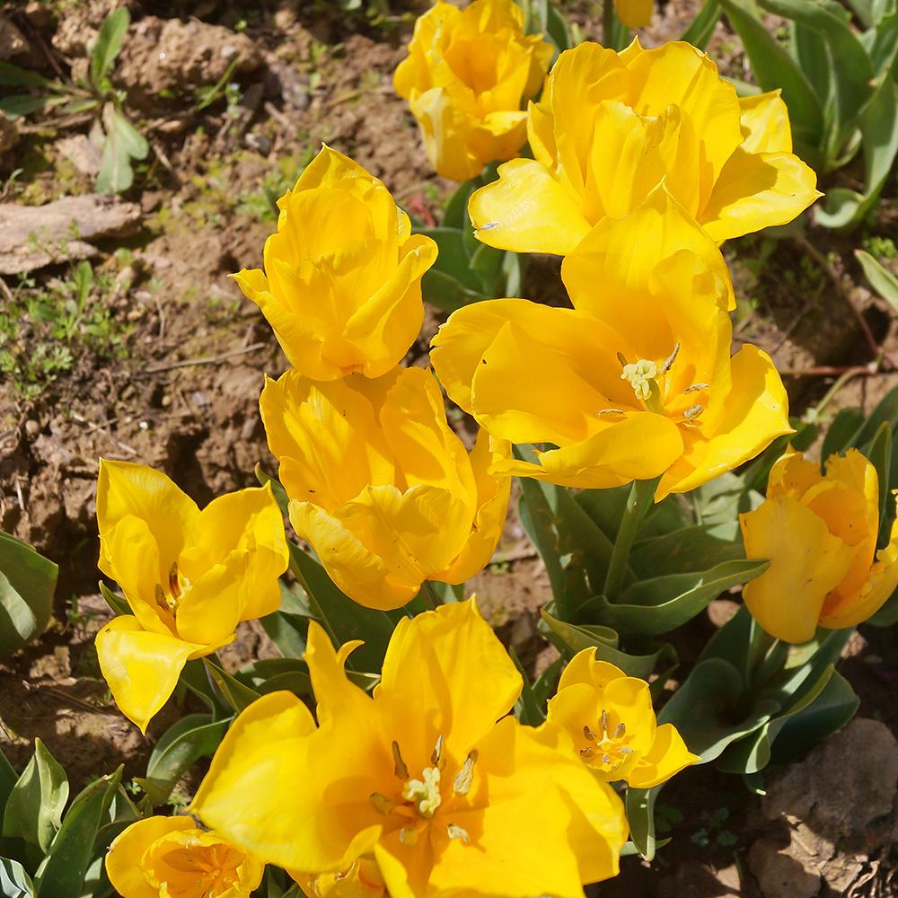 Bulbi Lalele Jan Van Nes (5 Bucati/Pachet)