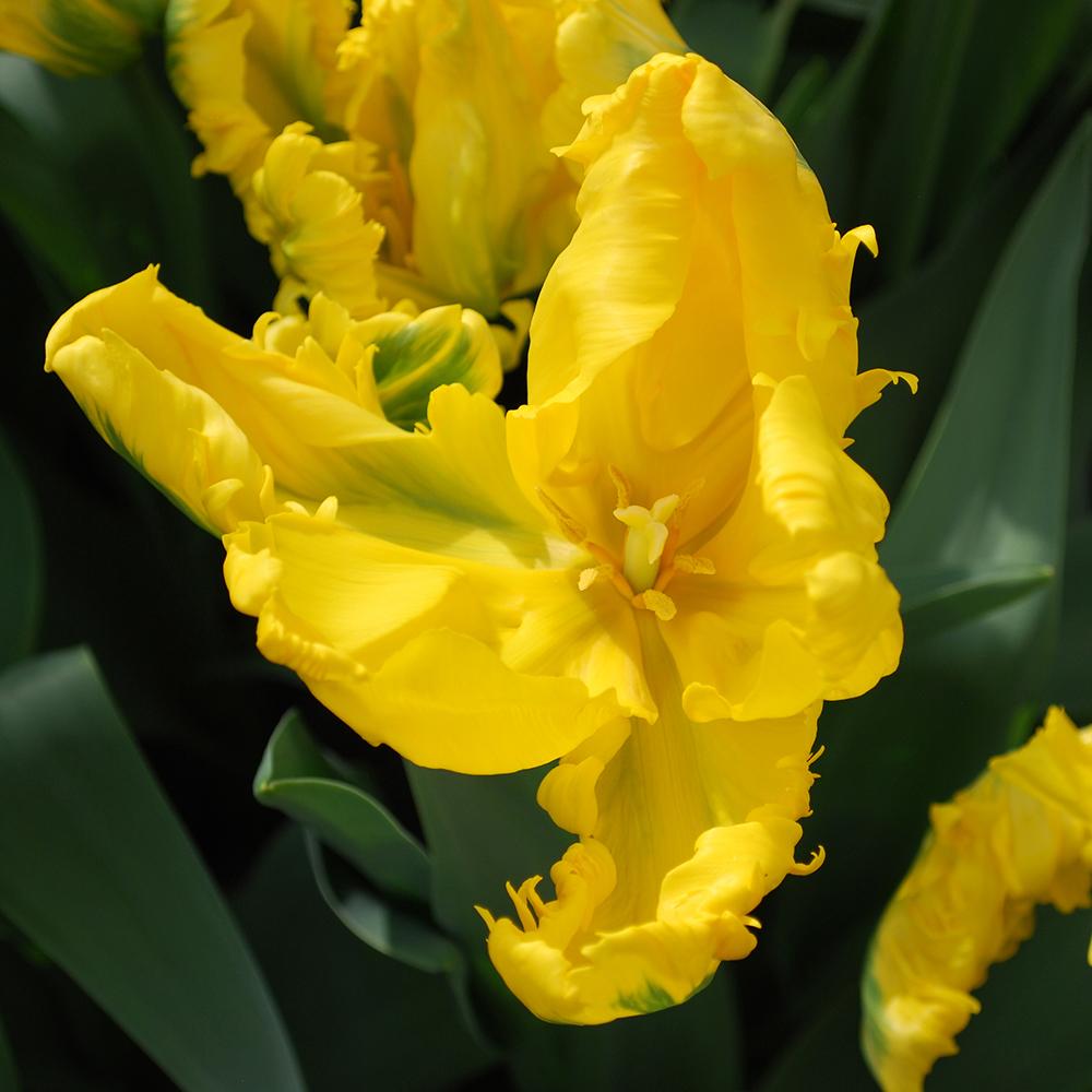 Bulbi Lalele Jan Van Nes (5 Bucati/Pachet)