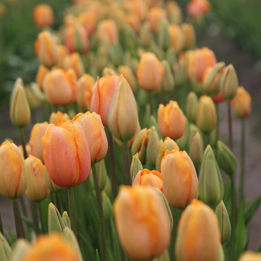 Bulbi Lalele Jimmy (5 Bucati/Pachet)