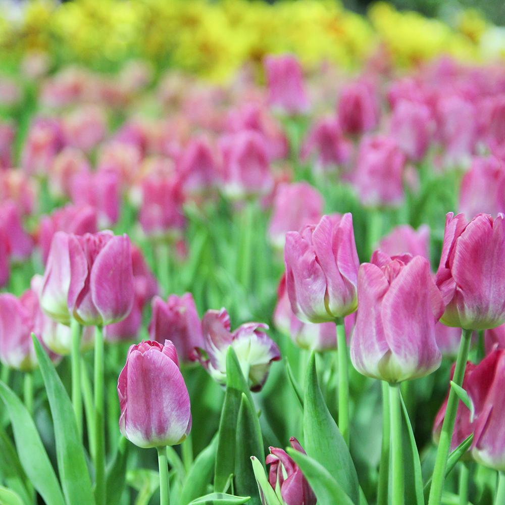 Bulbi Lalele Jumbo Pink (5 Bucati/Pachet)