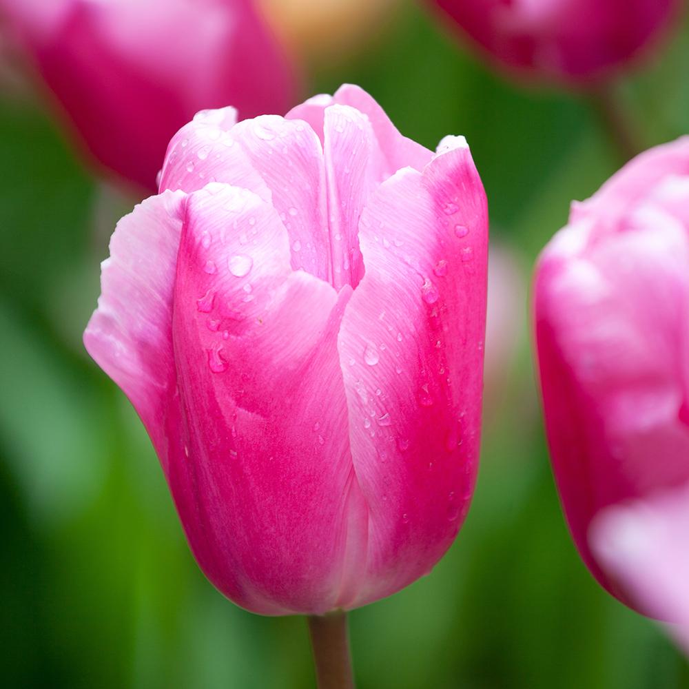 Bulbi Lalele Jumbo Pink (5 Bucati/Pachet)