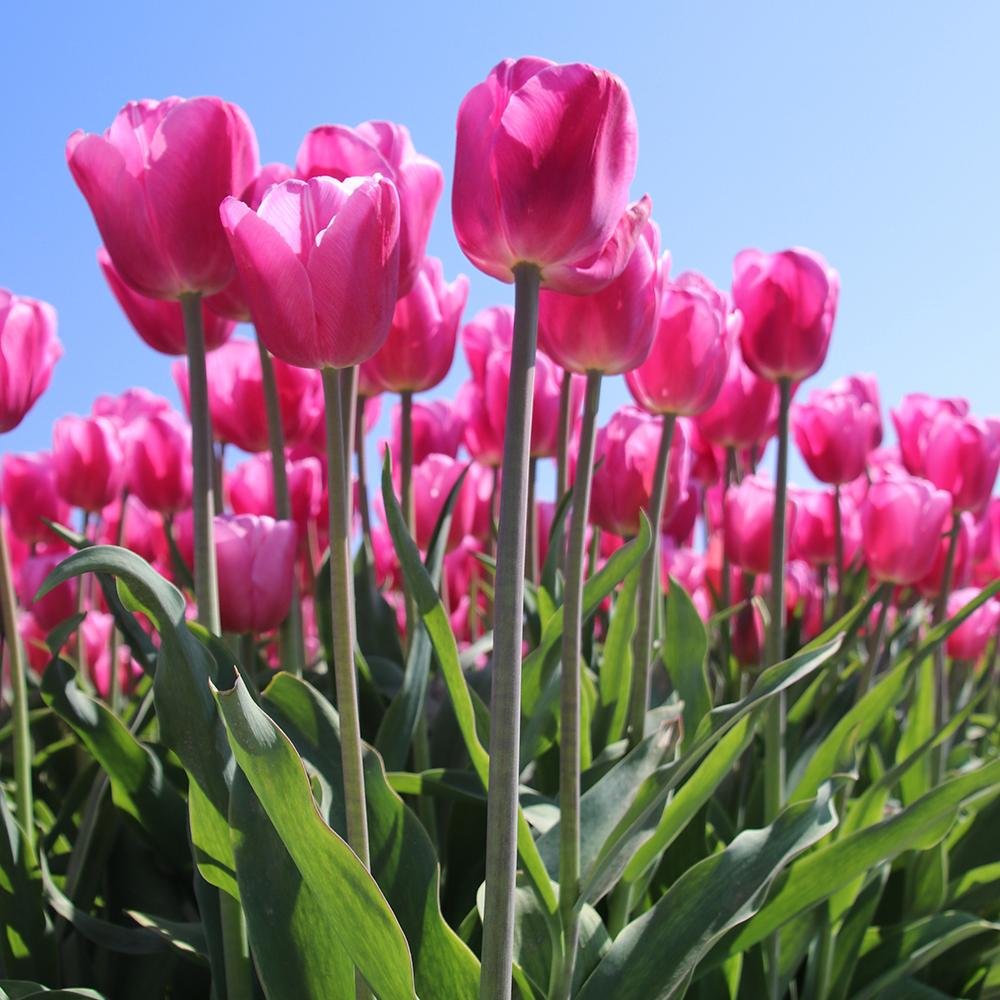 Bulbi Lalele Jumbo Pink (5 Bucati/Pachet)