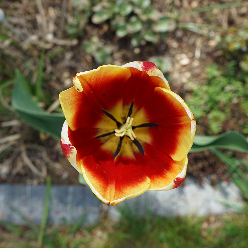 Bulbi Lalele Kees Nelis (5 Bucati/Pachet)