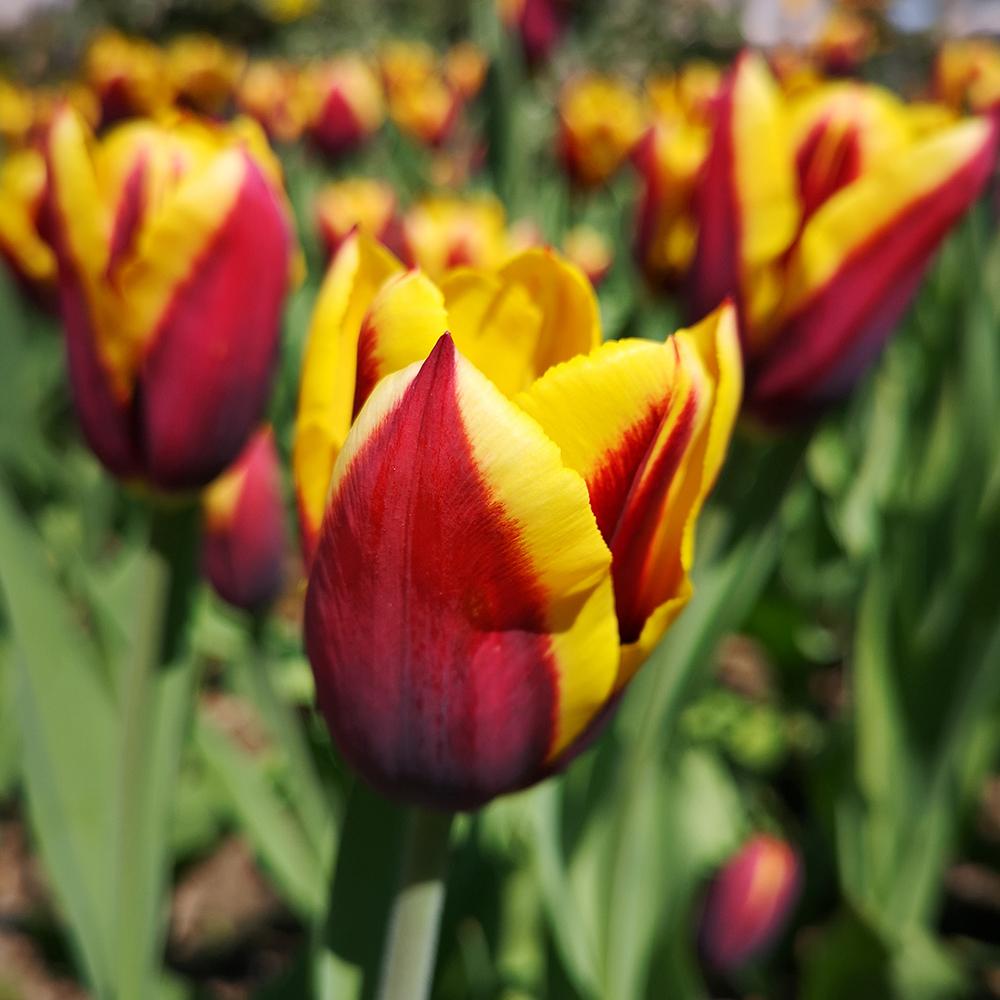 Bulbi Lalele Kees Nelis (5 Bucati/Pachet)