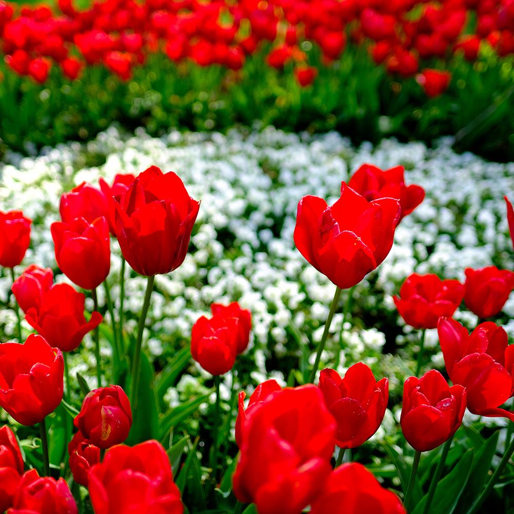 Bulbi Lalele Kingsblood (5 Bucati/Pachet)