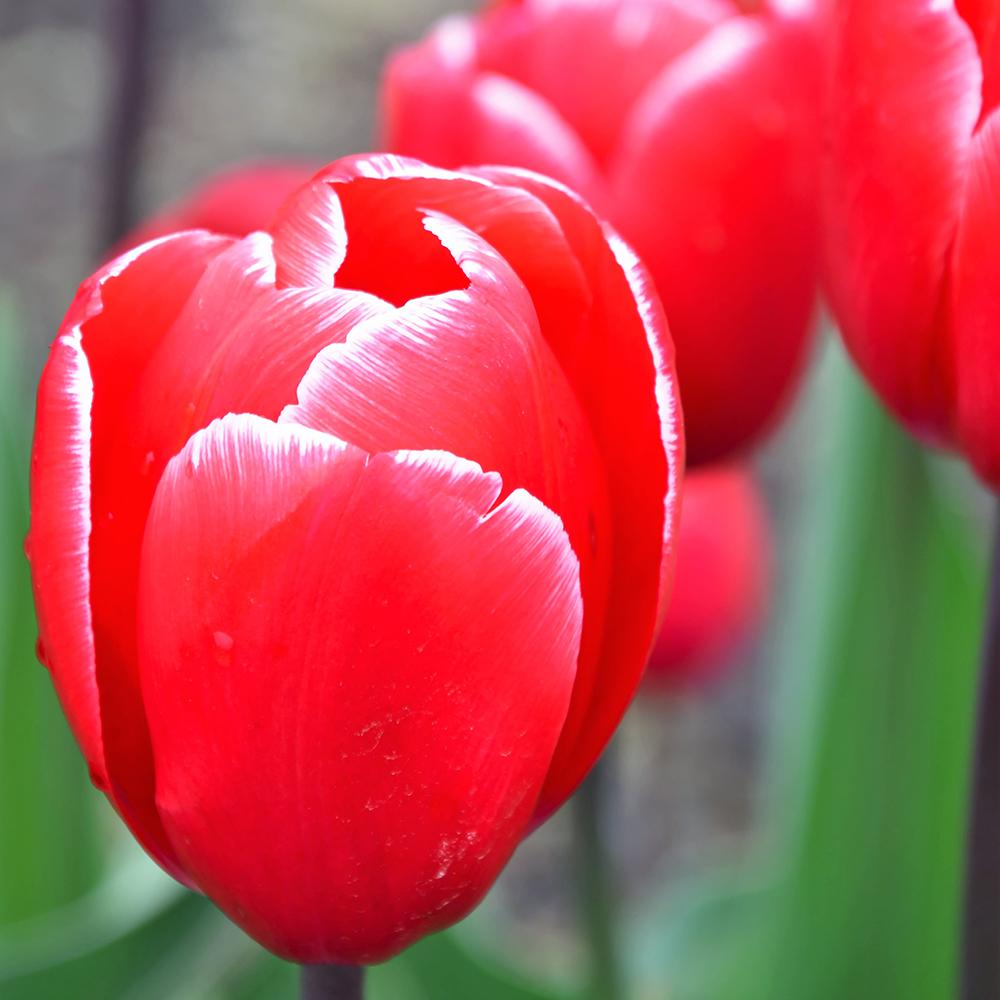 Bulbi Lalele Kung Fu (5 Bucati/Pachet)