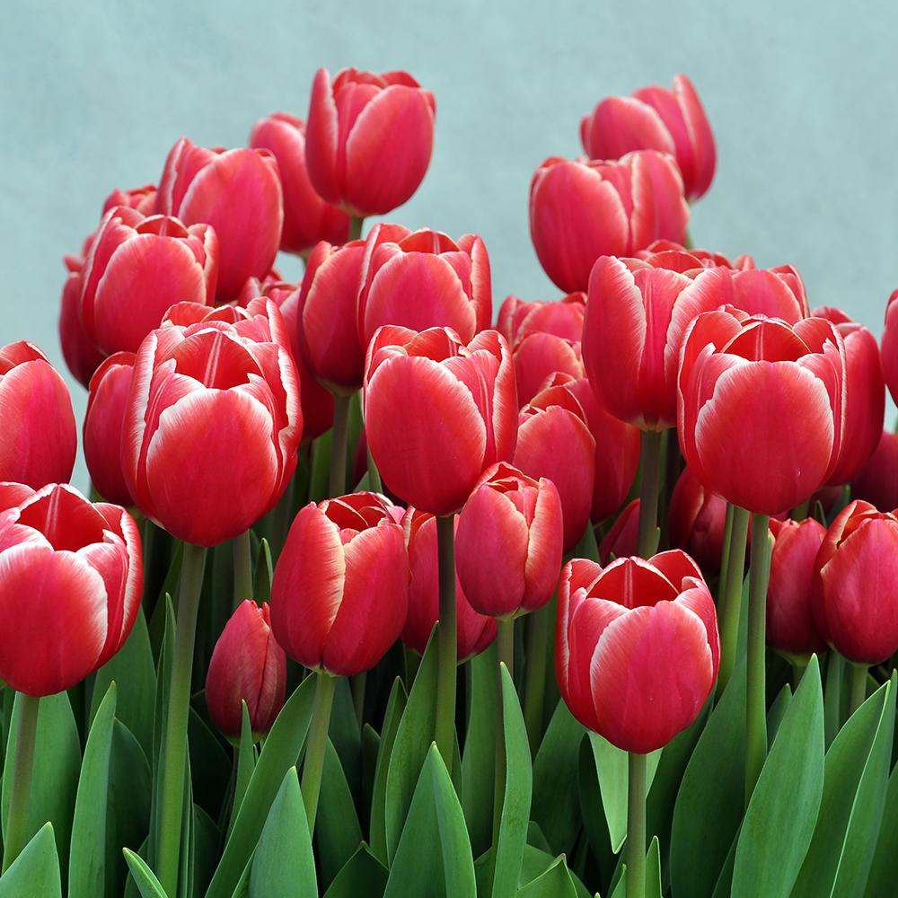 Bulbi Lalele Kung Fu (5 Bucati/Pachet)