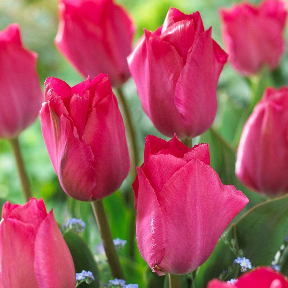 Bulbi Lalele Lady Van Eijk (5 Bucati/Pachet)