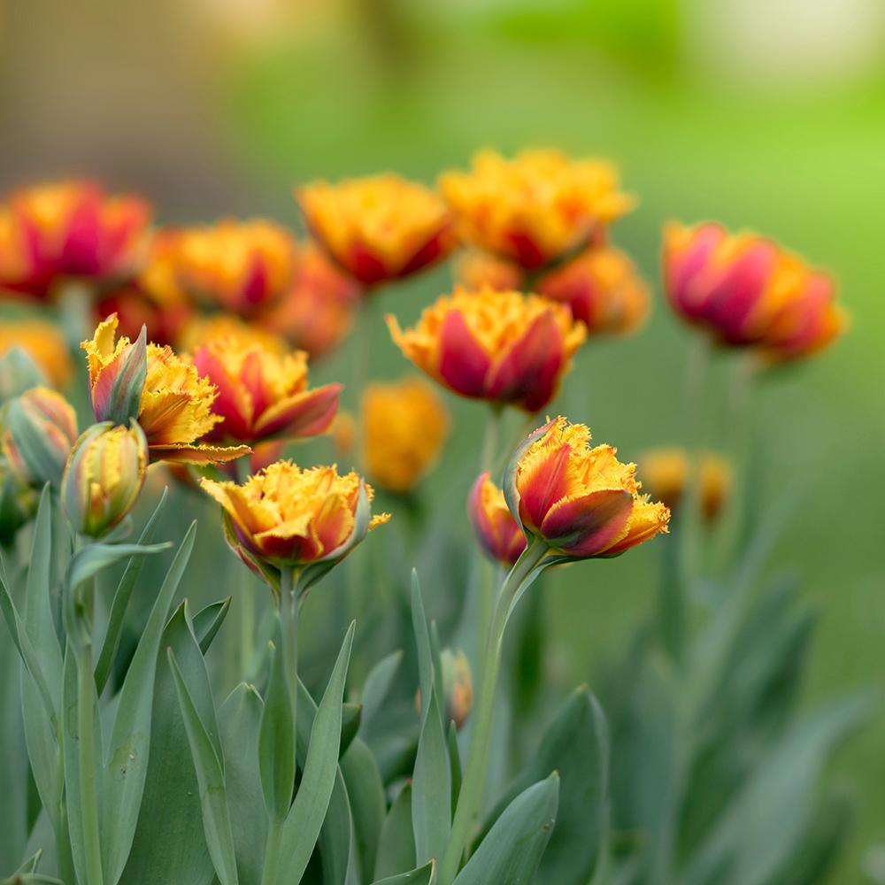 Bulbi Lalele Lambada (5 Bucati/Pachet)