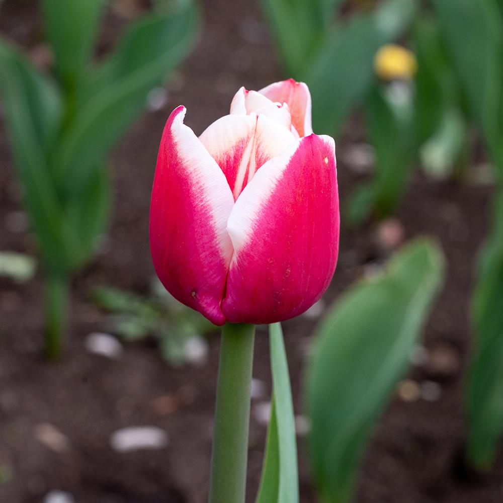 Bulbi Lalele Leen Van Der Mark (5 Bucati/Pachet)