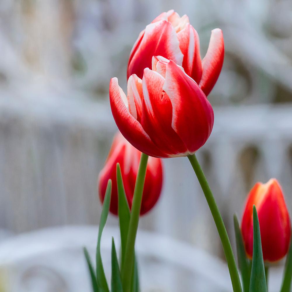 Bulbi Lalele Leen Van Der Mark (5 Bucati/Pachet)